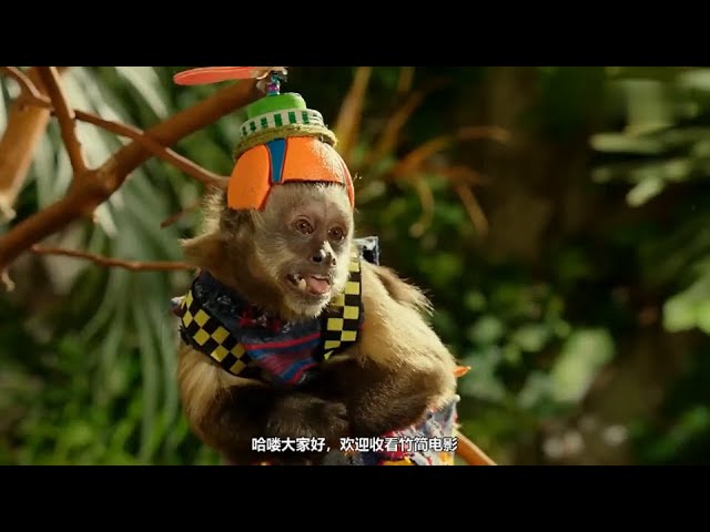 【竹简电影】一只有梦想的猴子,会说人话还会写小说,为了当明星外出闯荡